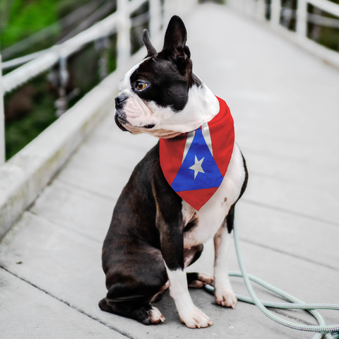 PR Flag Pet Bandana